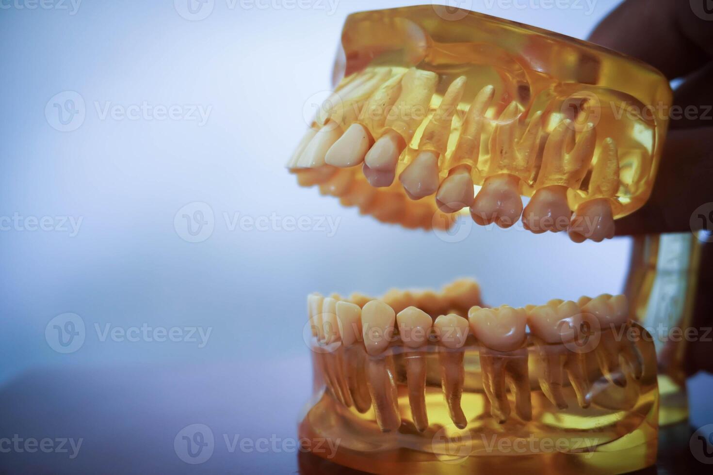 geel kunstmatig model- van de kaak Aan de tafel. tandheelkundig prothese. tand bord. tandheelkundig model- medisch voorwerp voor onderwijs leerling in tandheelkundig zorg school- foto