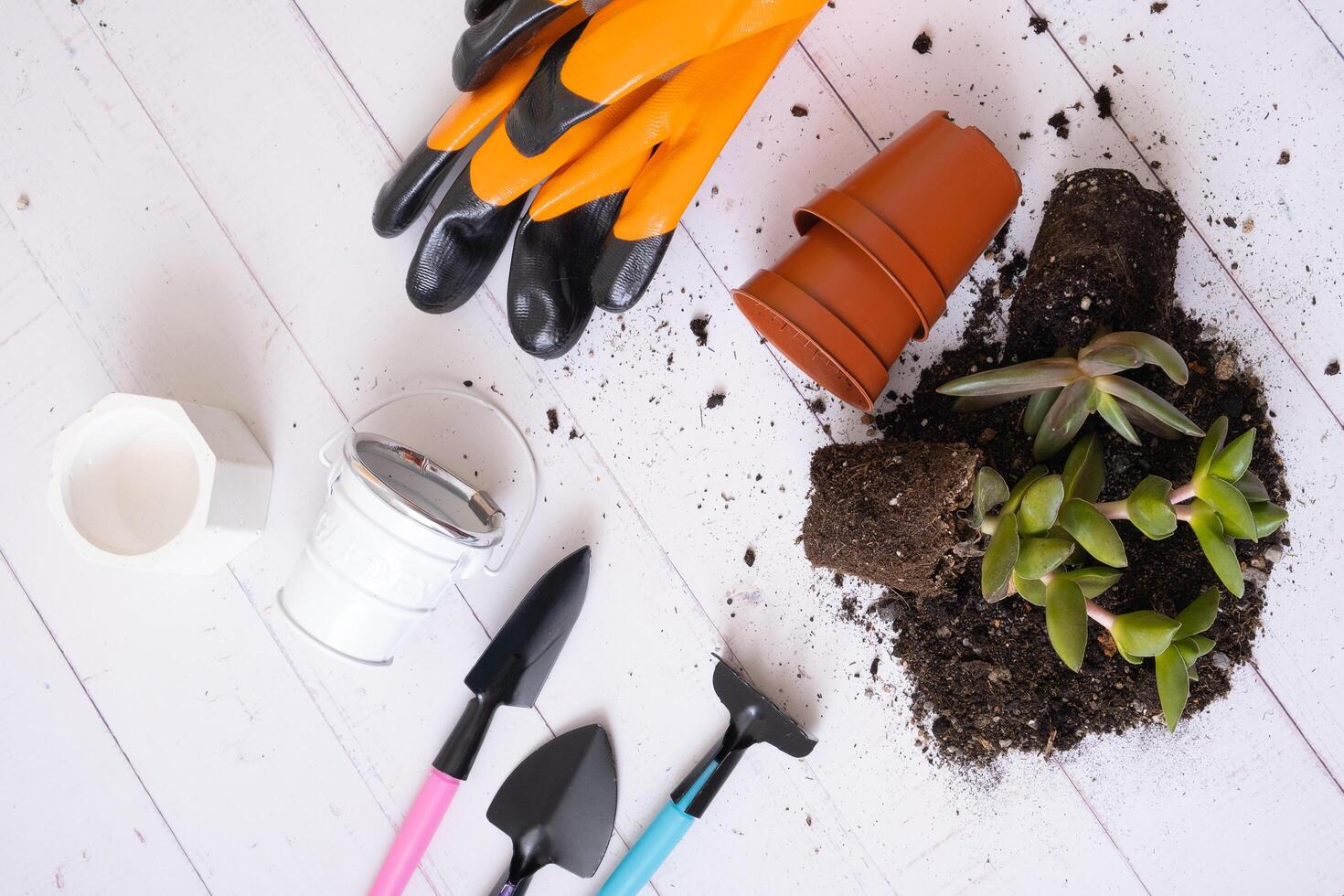 huis planten en handschoenen, bodem, potten en tuinieren gereedschap vlak leggen, top visie. huis tuinieren concept foto