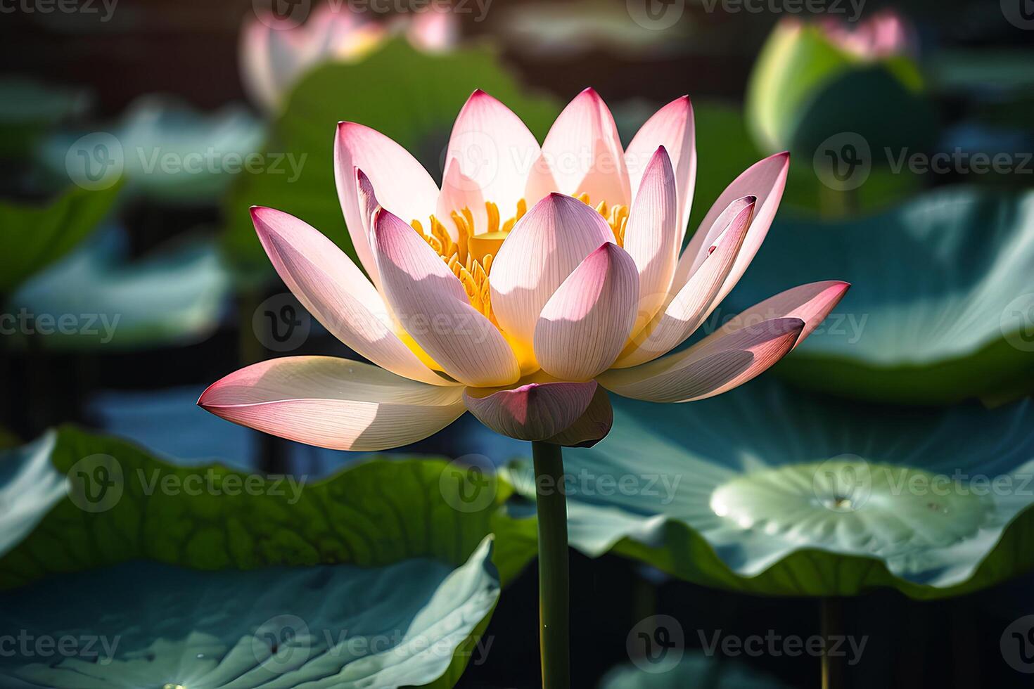 ai gegenereerd mooi roze Waterlelie of lotus bloem. een dichtbij omhoog. bloemen achtergrond foto