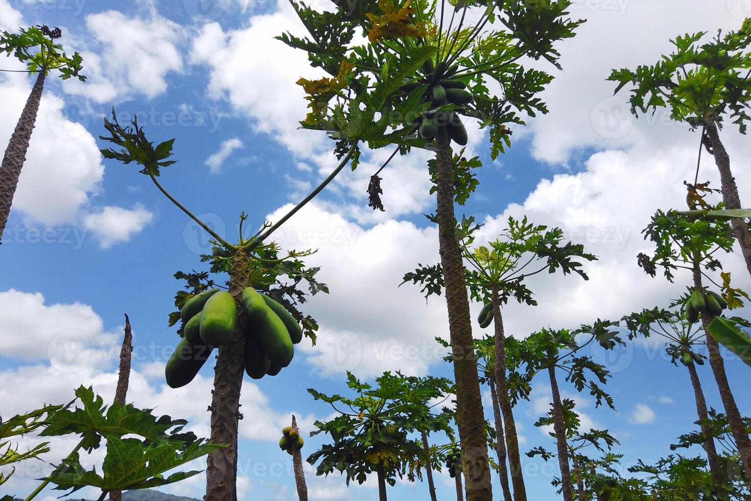 plantages met papaja bomen Aan de eiland van Mauritius in Afrika foto