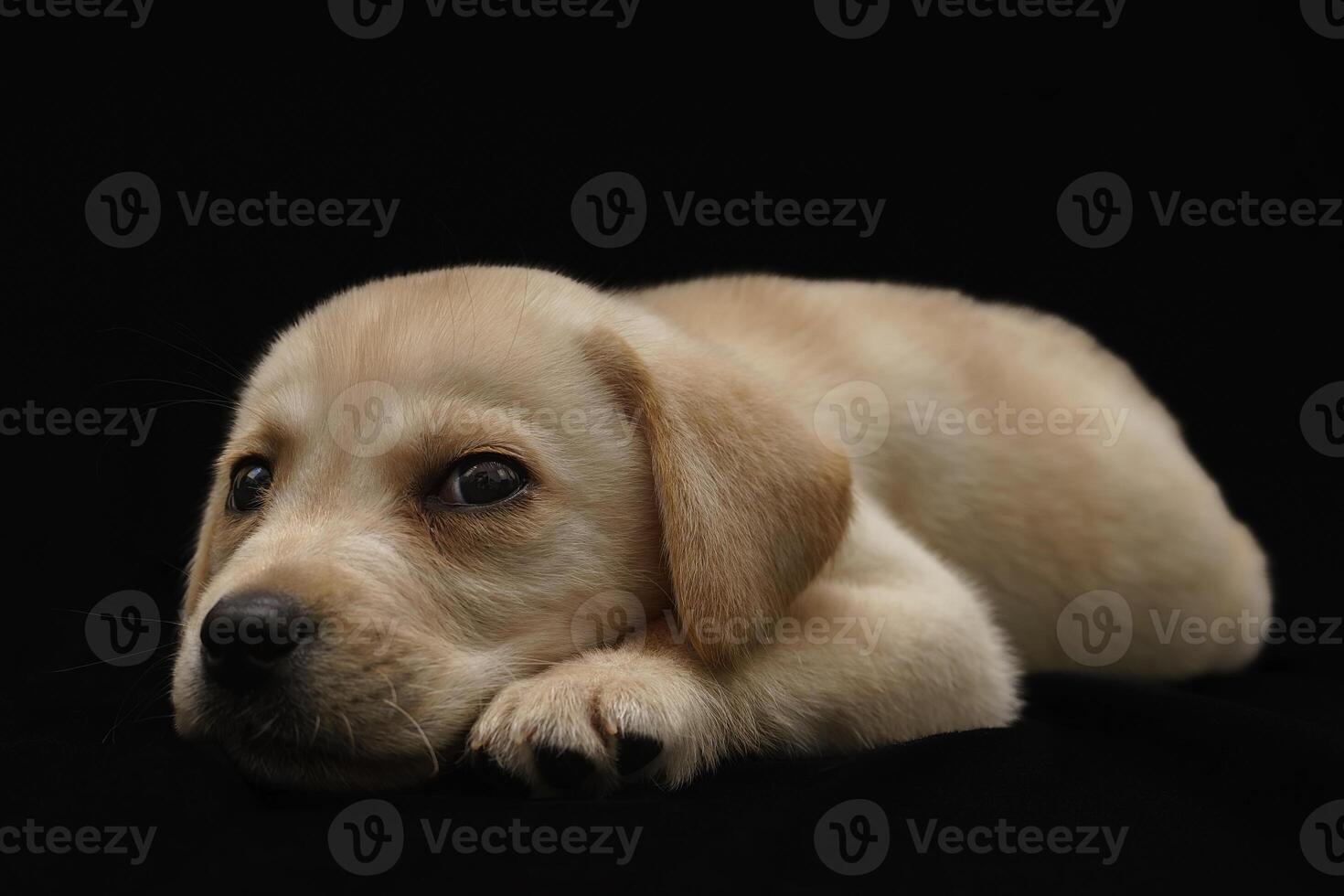 portret van een labrador retriever-hond op een geïsoleerde zwarte achtergrond. foto