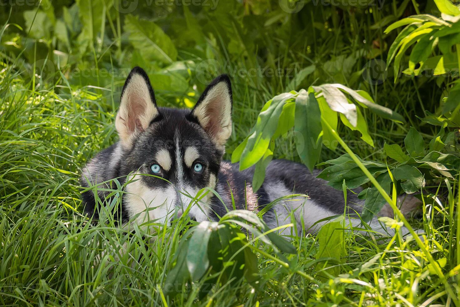 zwart en wit Siberisch schor is staan. gelukkig hond Aan natuurlijk landschap. blauw ogen. foto