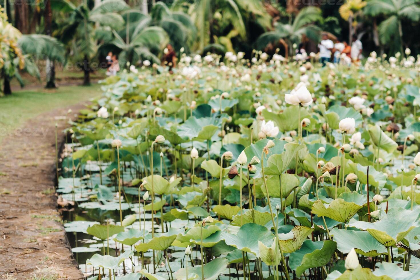 botanisch tuin in pamplemousse, mauritius.vijver in de botanisch tuin van Mauritius foto