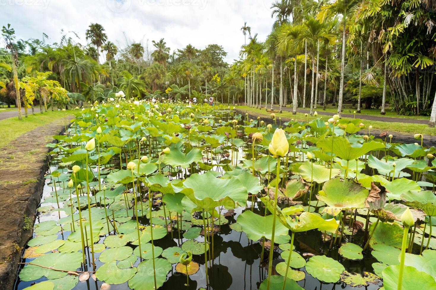 botanisch tuin in pamplemousse, mauritius.vijver in de botanisch tuin van Mauritius foto