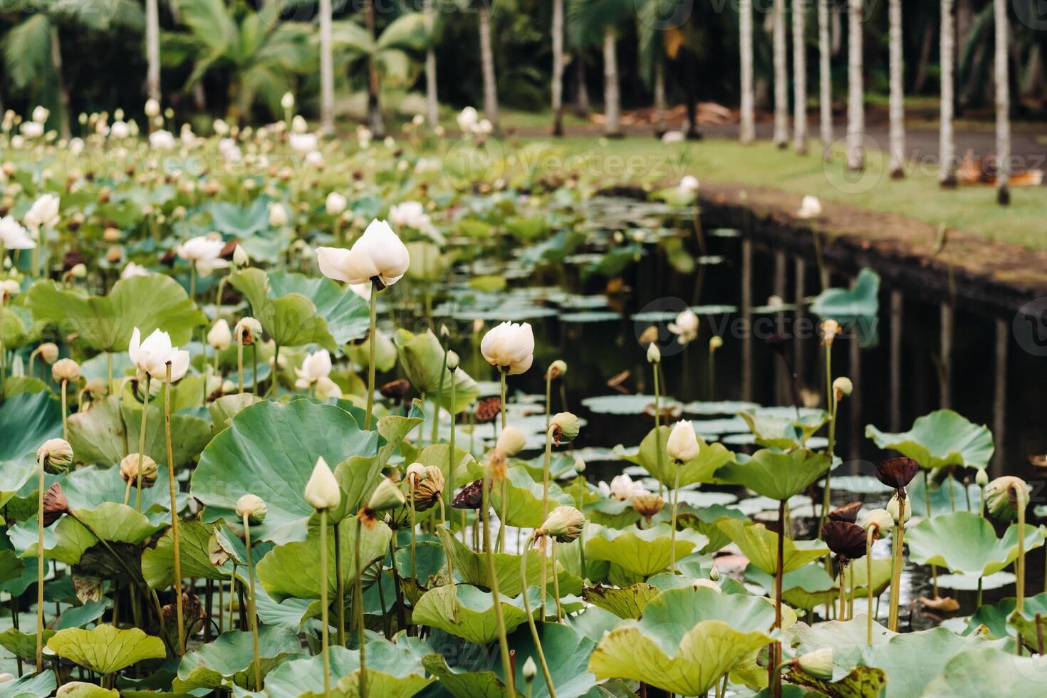 botanisch tuin in pamplemousse, mauritius.vijver in de botanisch tuin van Mauritius foto