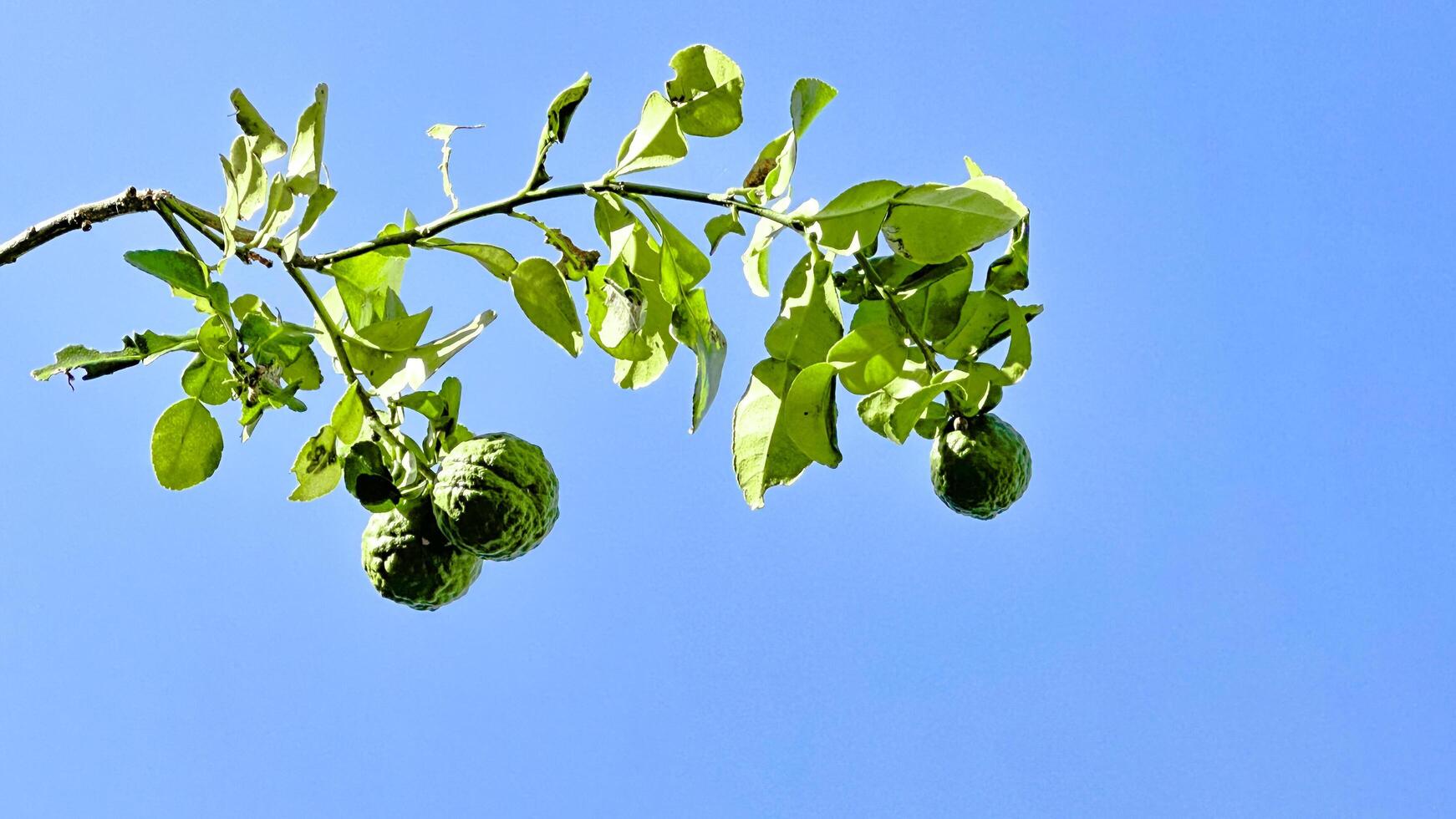 dichtbij omhoog kaffir limoen Aan haar groen bladeren foto