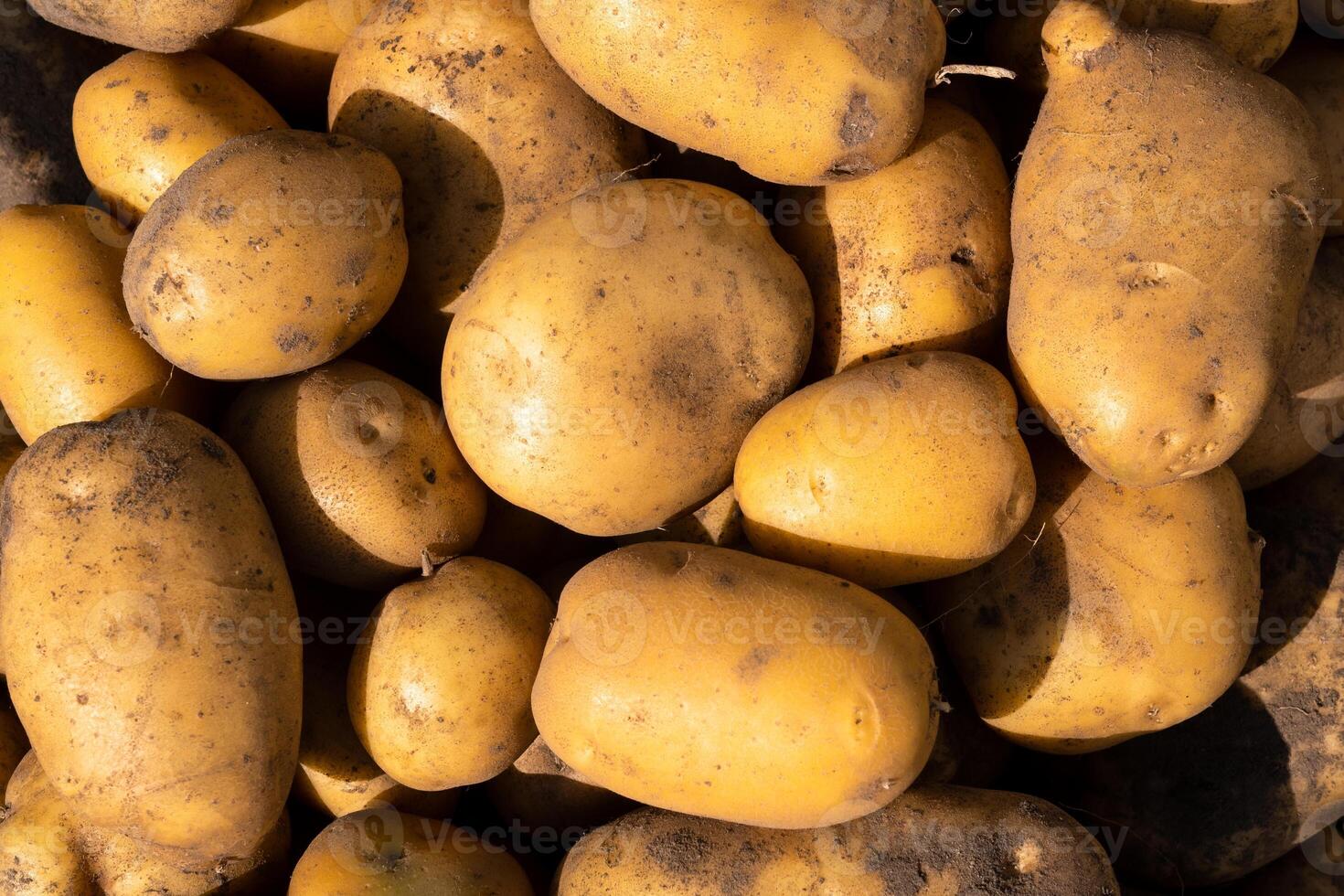 een veel van geoogst aardappelen aan het liegen in een stapel. herfst oogst foto