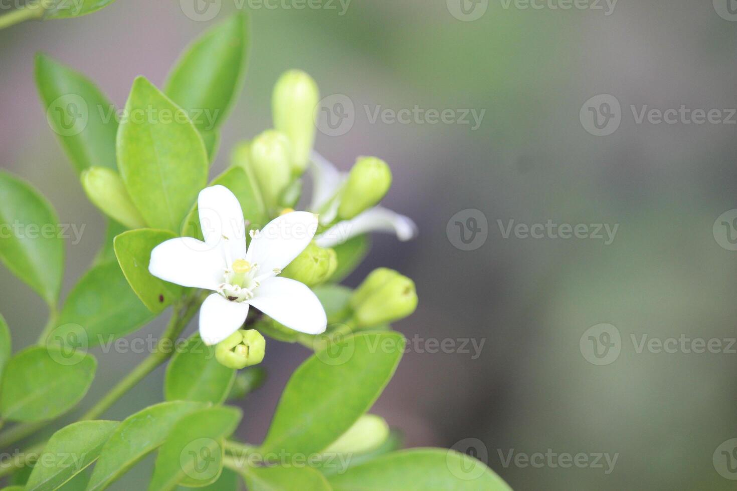 dichtbij omhoog van Japans kemuning of murraya paniculata bloemen in bloeien met een wazig achtergrond foto