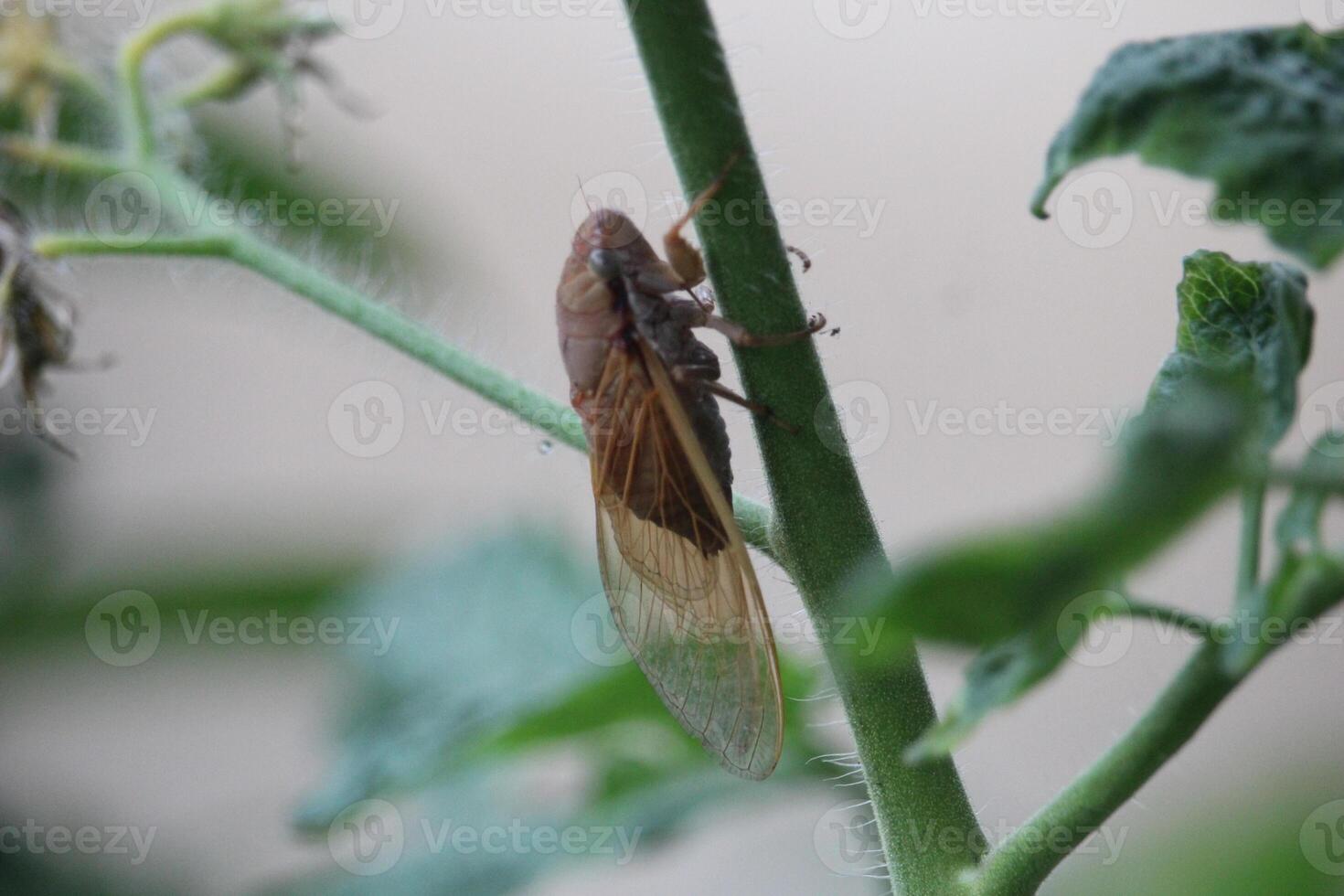 de sabelsprinkhaan dier is beklimming Aan de stam van een tomaat fabriek met groen bladeren met een wazig achtergrond foto