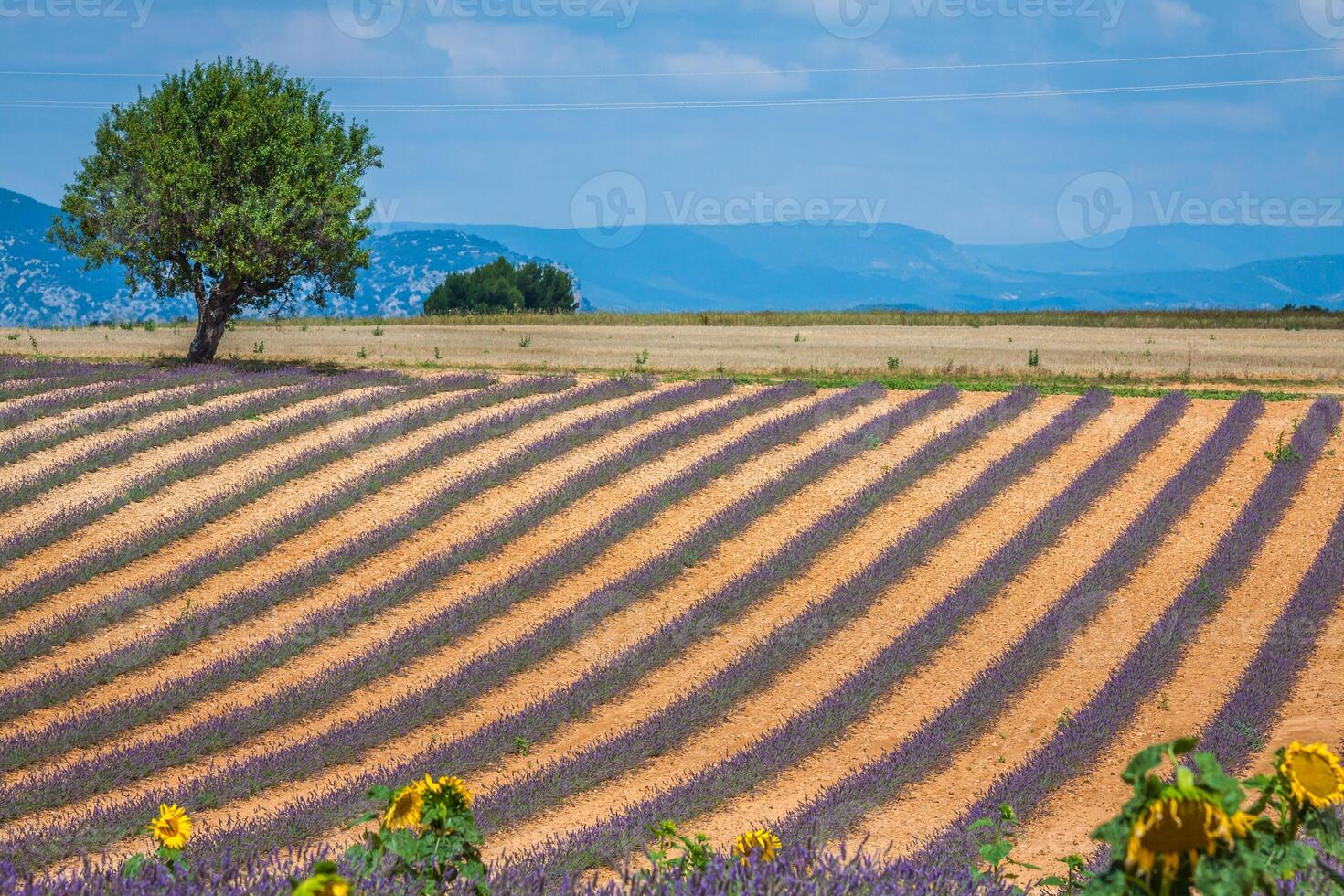 lavendel veld. de plateau van valensole in provence foto