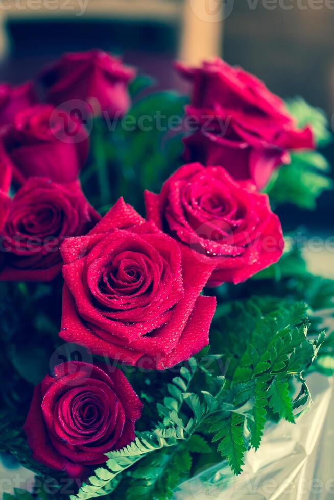 mooi rood roos macro schot dichtbij omhoog. valentijnsdag dag foto
