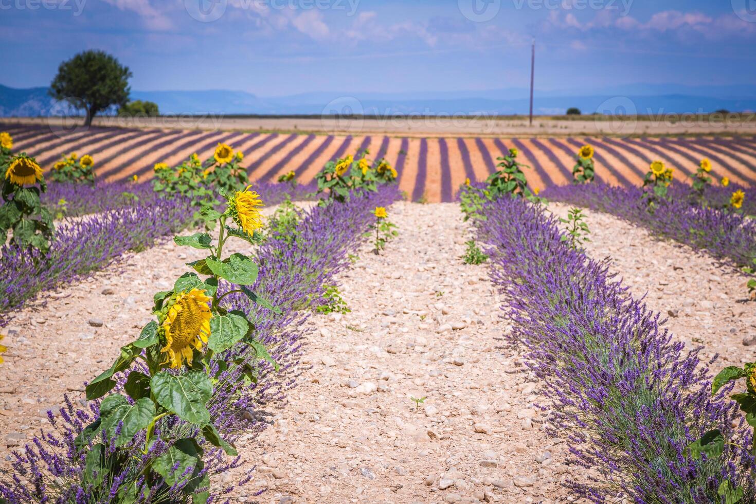 lavendelbloem bloeiende geurende velden in eindeloze rijen. valensole plateau, provence, frankrijk, europa. foto