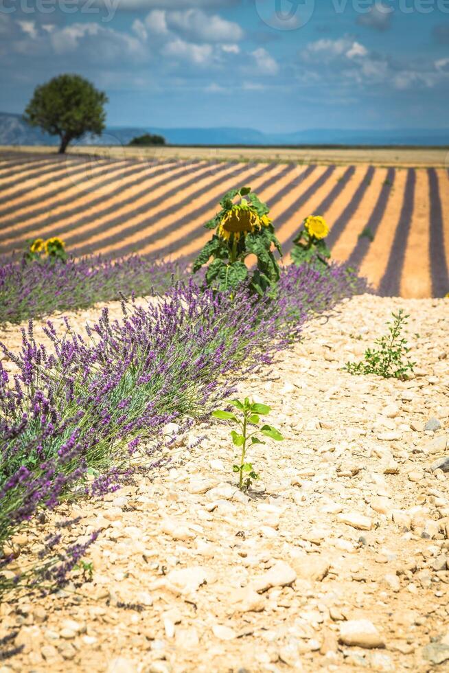 mooi landschap van bloeiend lavendel veld, eenzaam boom bergop Aan horizon. Provence, Frankrijk, Europa. foto