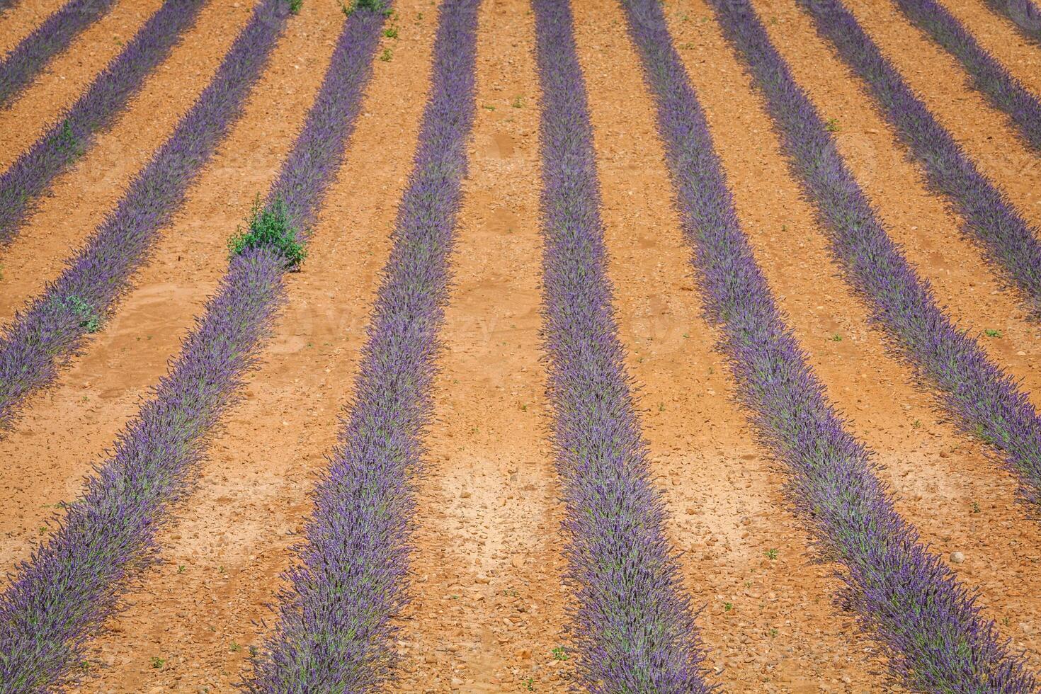 lavendelbloem bloeiende geurende velden in eindeloze rijen. valensole plateau, provence, frankrijk, europa. foto