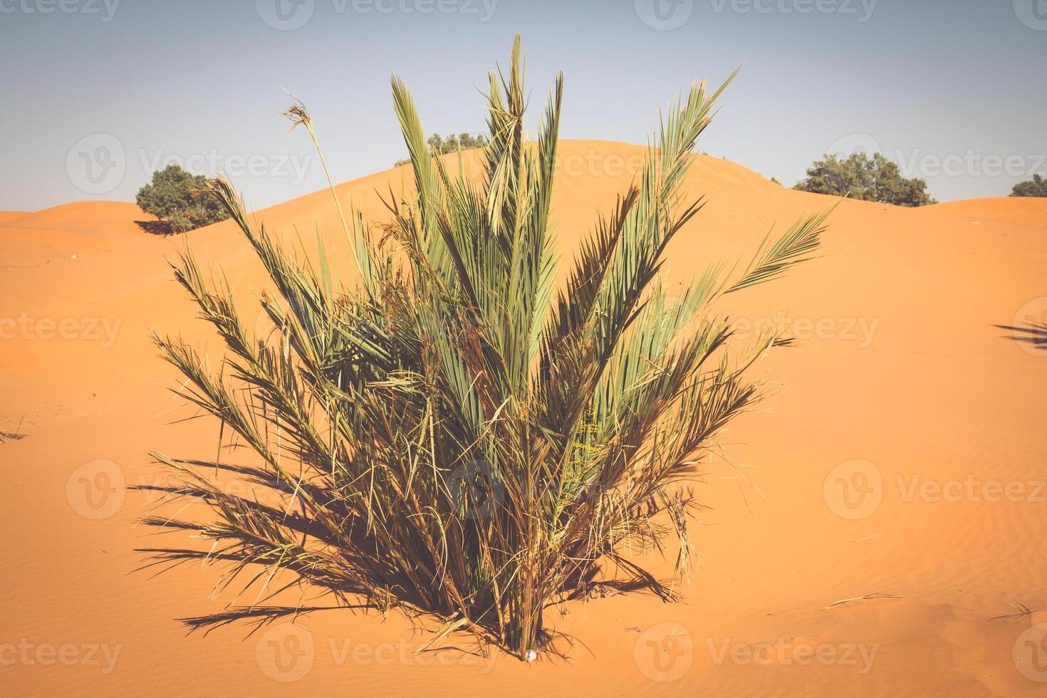 palm boom in erg Chebbi, Bij de western rand van de Sahara woestijn foto