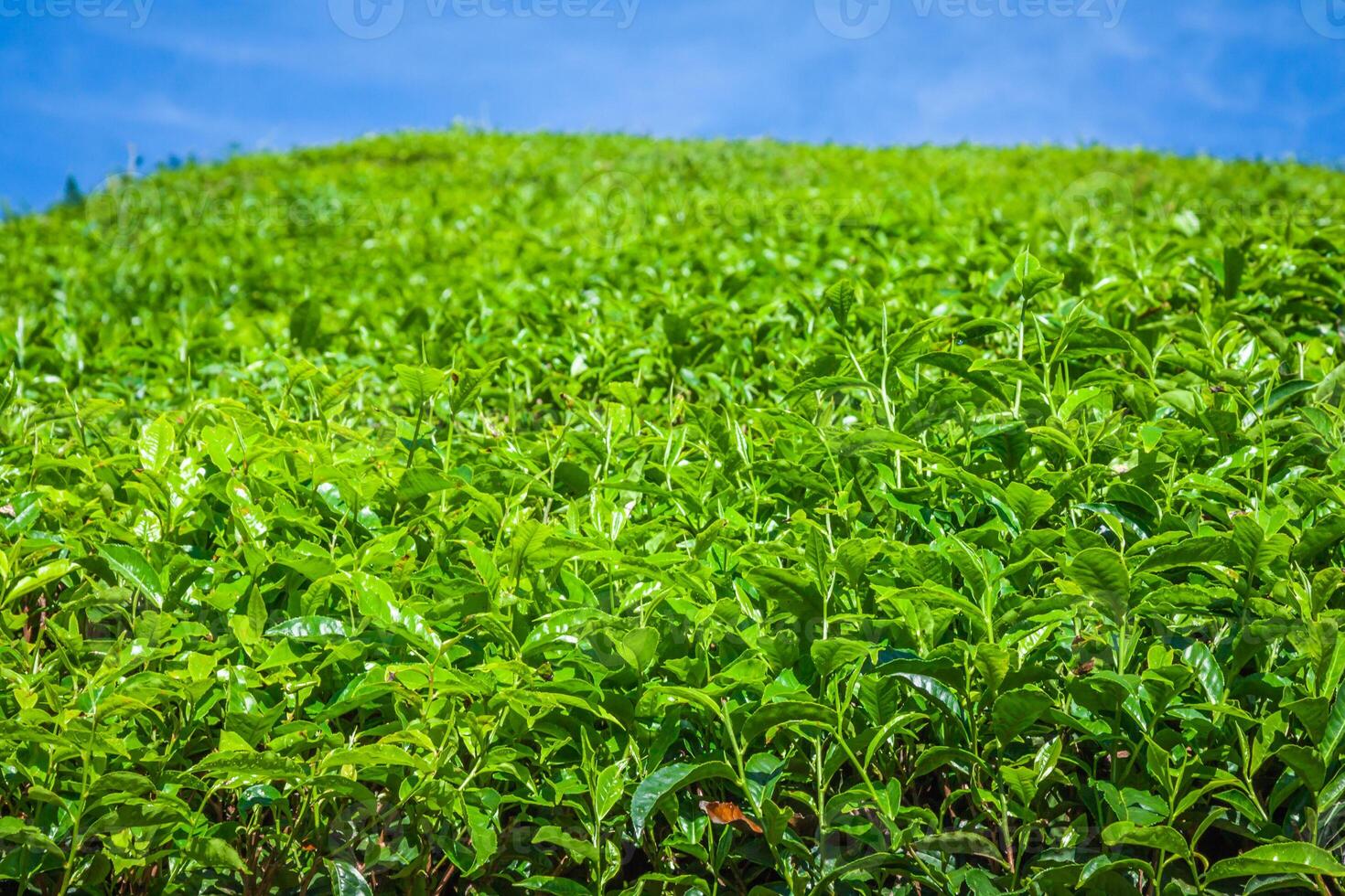 thee plantages in Munnar, Kerala, Indië foto