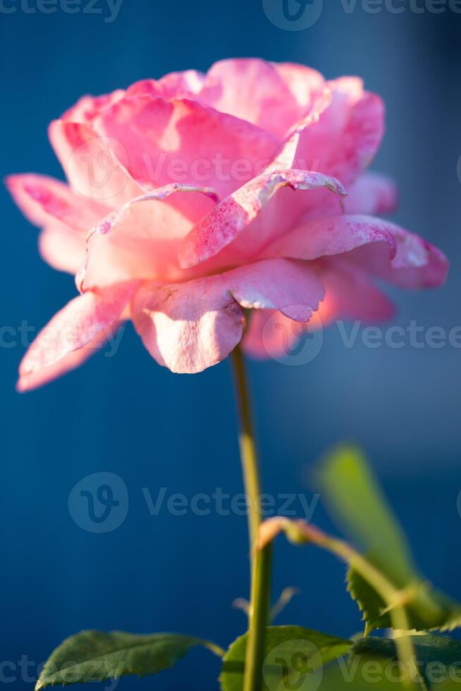 mooi roze roos groeit in de tuin foto