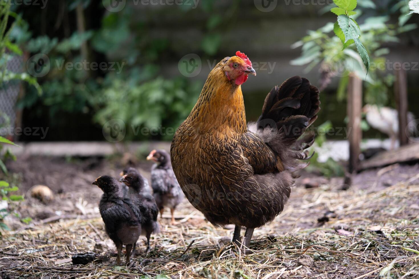 een mooi volwassen kip wandelingen met haar kuikens foto