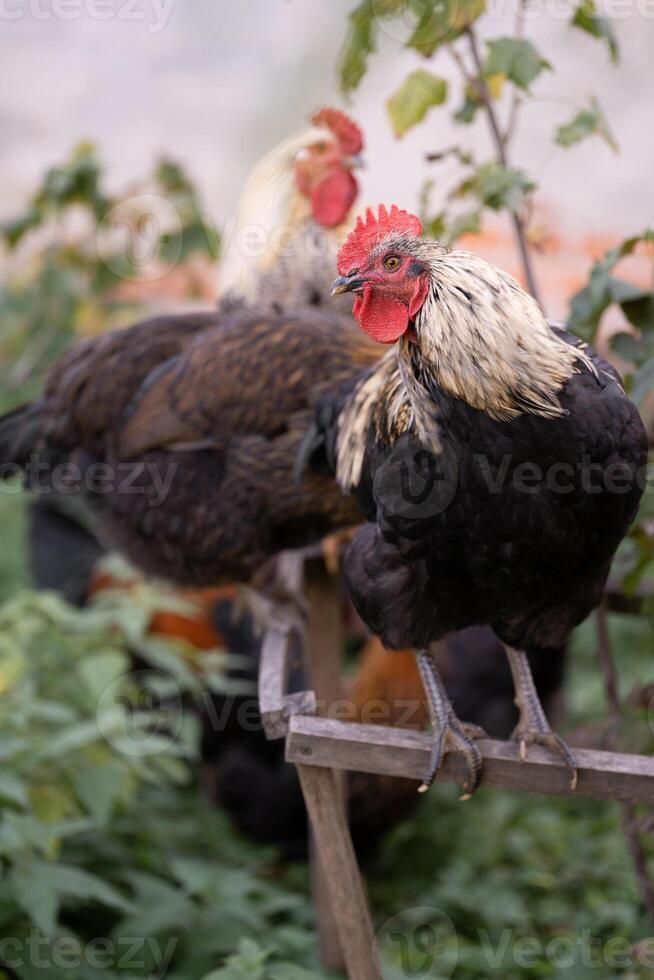 mooi kippen en hanen buitenshuis in de tuin. foto