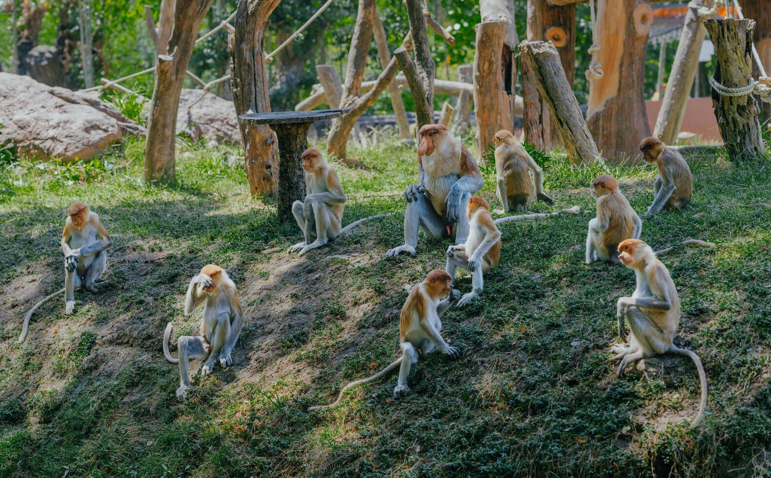 groep van slurf aap of nasalis larvatus actief in mangrove bossen soera, Indonesië. foto