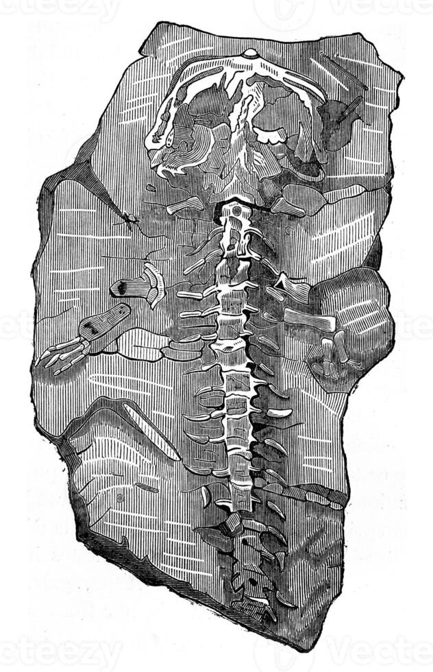 de getuige van de overstroming Mens, wijnoogst gravure. foto