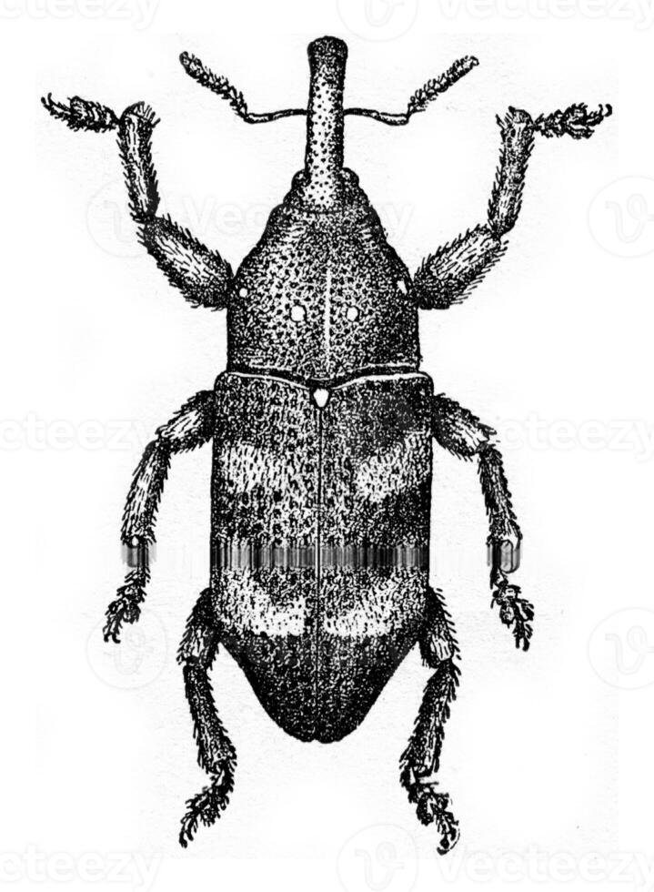 pissodes harcyniae, wijnoogst gravure. foto