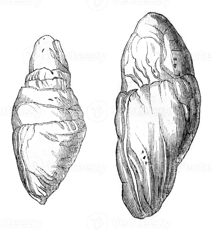 andere coprolieten lyme, wijnoogst gravure. foto