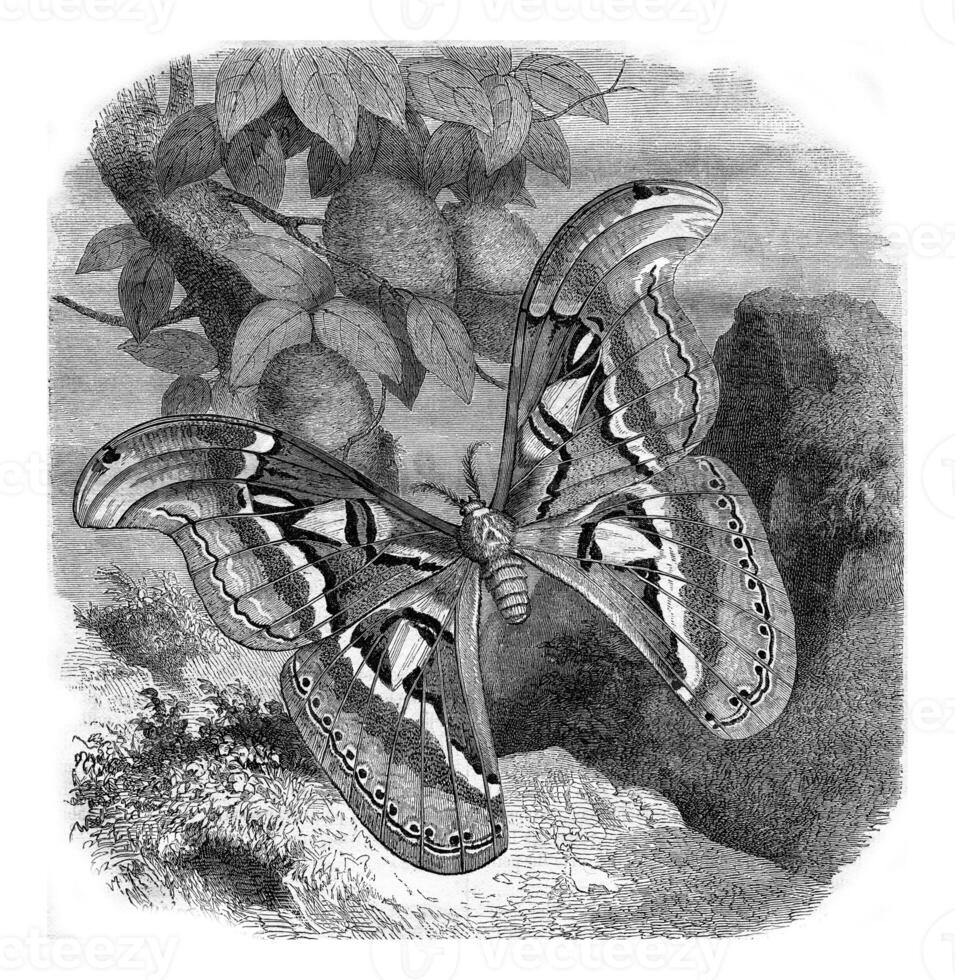 de attacus atlas, tweederde van de natuurlijk maat, wijnoogst gravure. foto