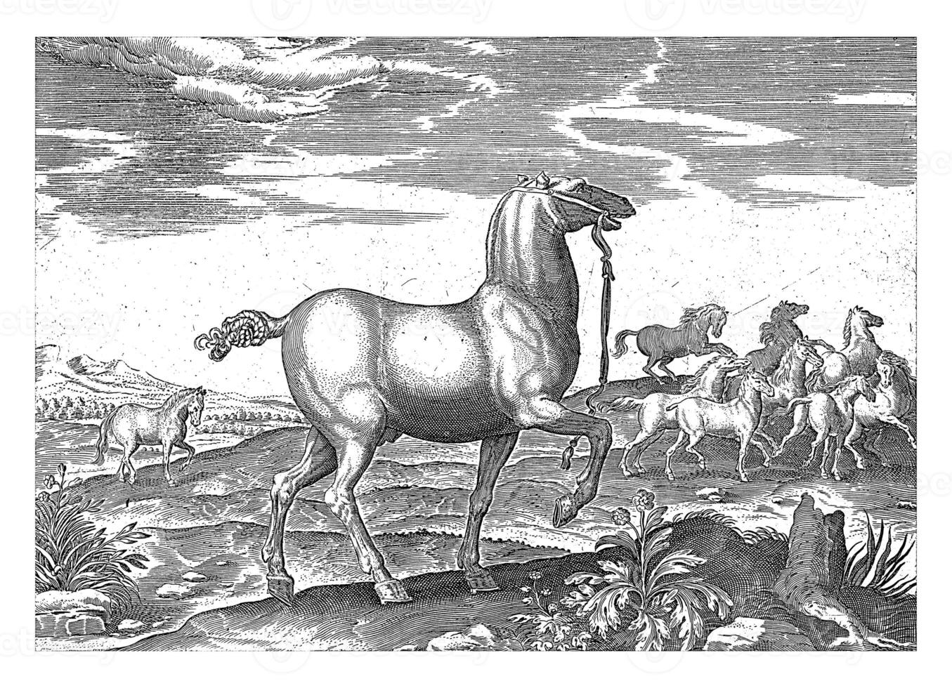 kudde van wild paarden, wijnoogst illustratie. foto