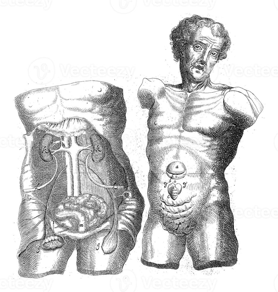 anatomisch studie van twee rompen, wilhelmus tien rijn, 1670 - 1672 foto