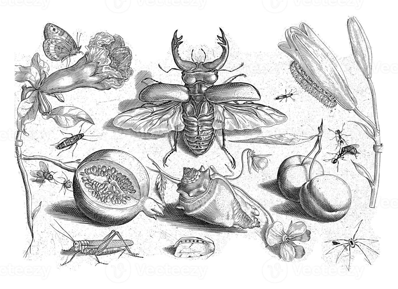 insceten, bloemen en fruit in de omgeving van een hert kever en een schelp foto