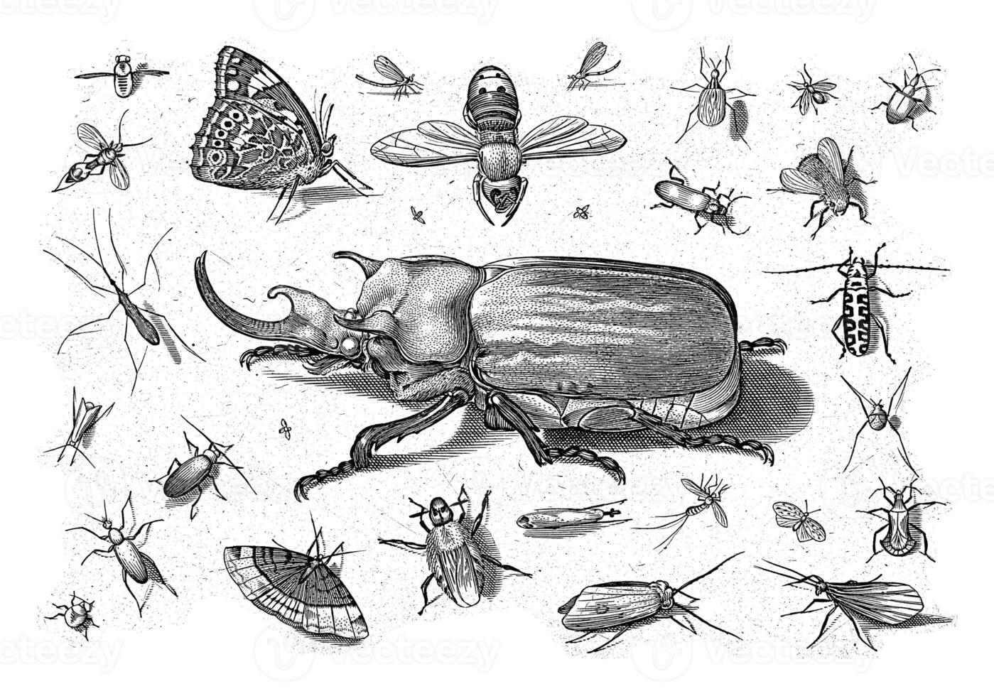 insecten, Jakob hoefnagel, na joris hoefnagel, 1630 foto