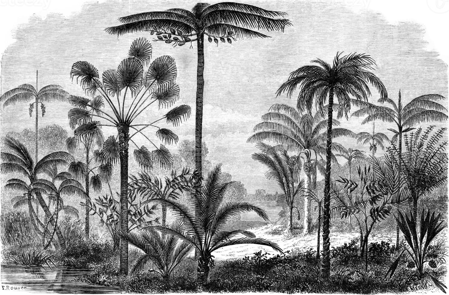 palm van de ucayali amazone, wijnoogst gravure. foto