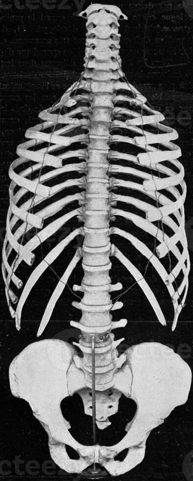 menselijk wervel kolom met zijden en bekken- gordel, wijnoogst gravure. foto