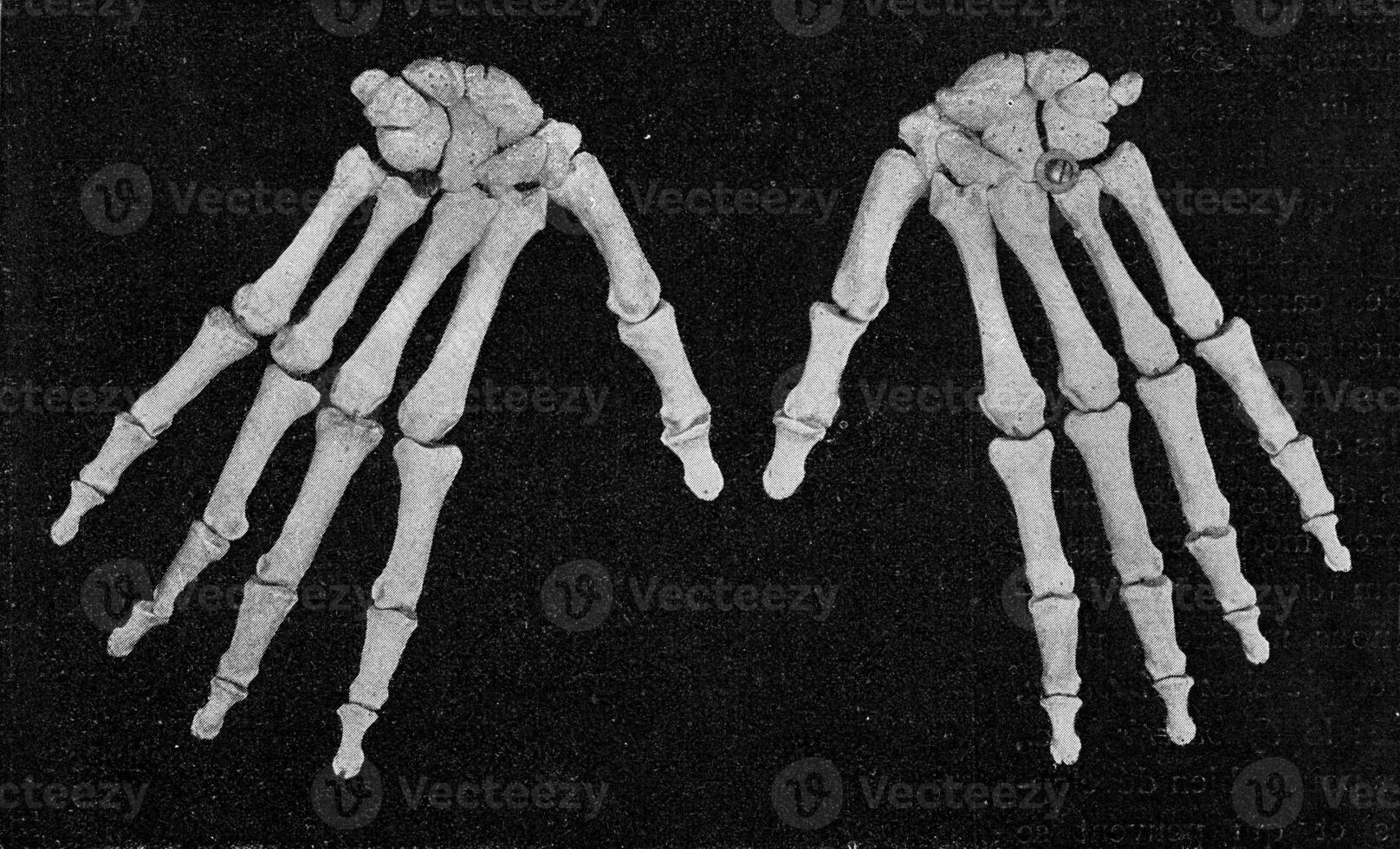 skelet van een menselijk hand- gezien van de buiten, wijnoogst gravure. foto