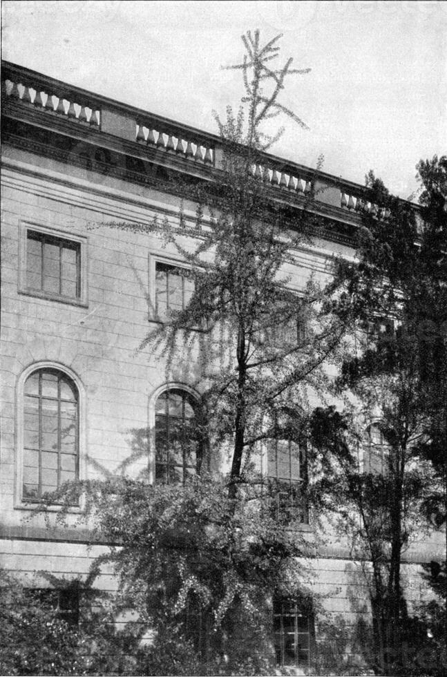 ginkgo biloba in voorkant van de Universiteit van berlijn, wijnoogst gravure. foto