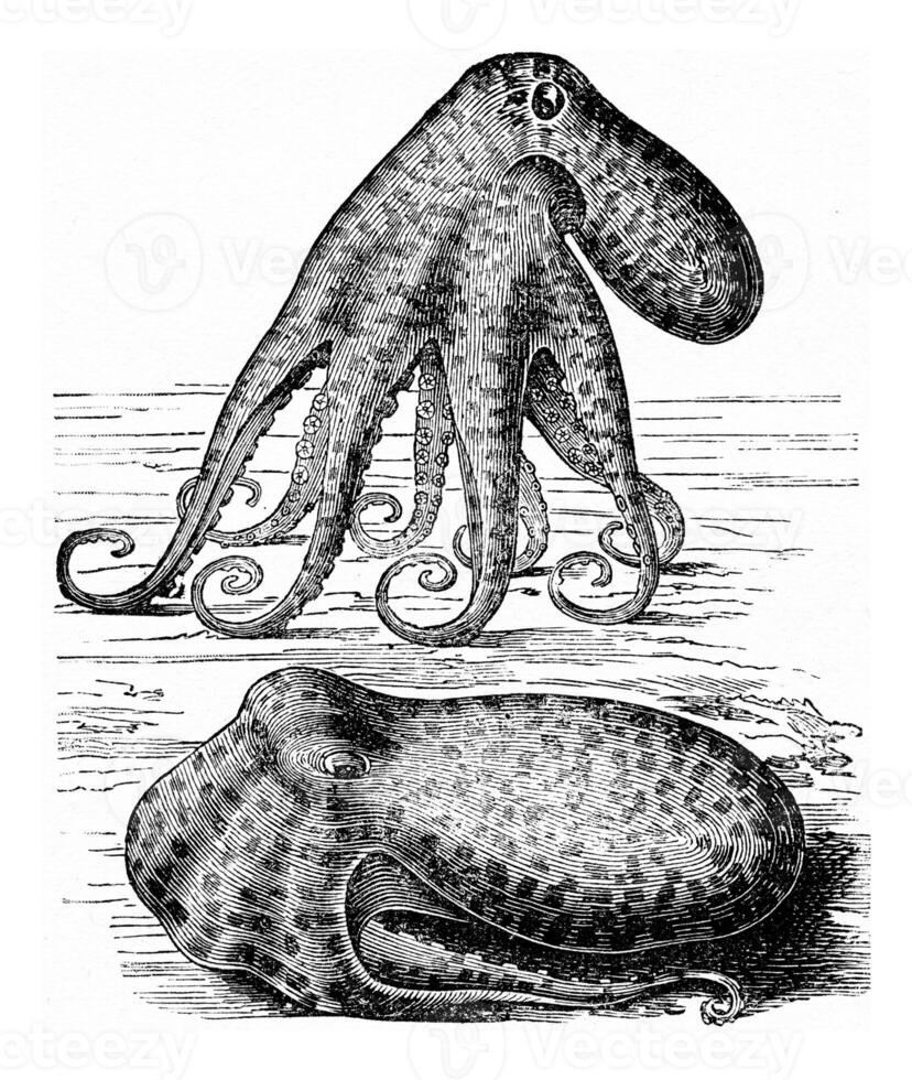 Octopus Octopus vulgaris, wijnoogst gravure. foto