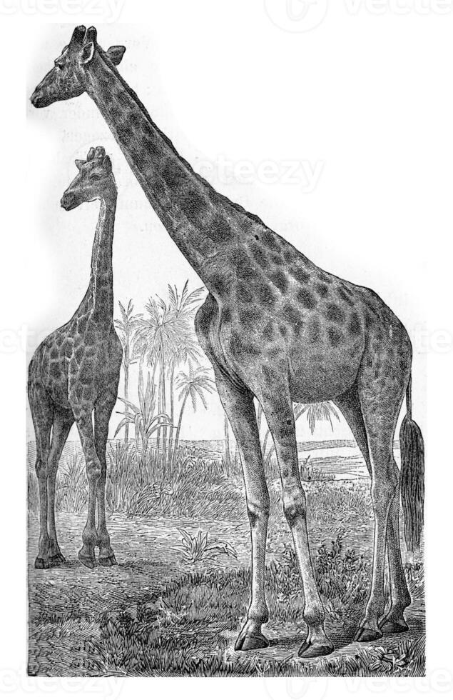 de giraffe, wijnoogst gravure. foto