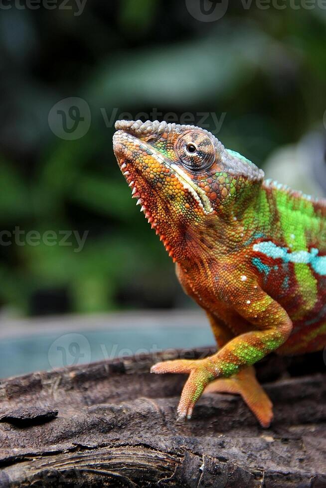 mooi schepsel ambilobe panter kameleon foto