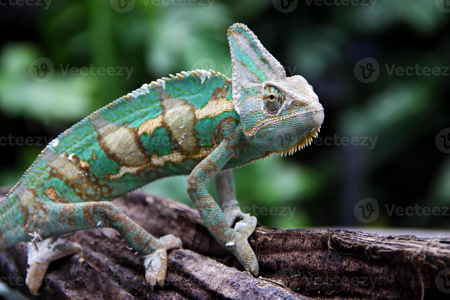 de gesluierd kameleon , chamaeleo calyptratus foto