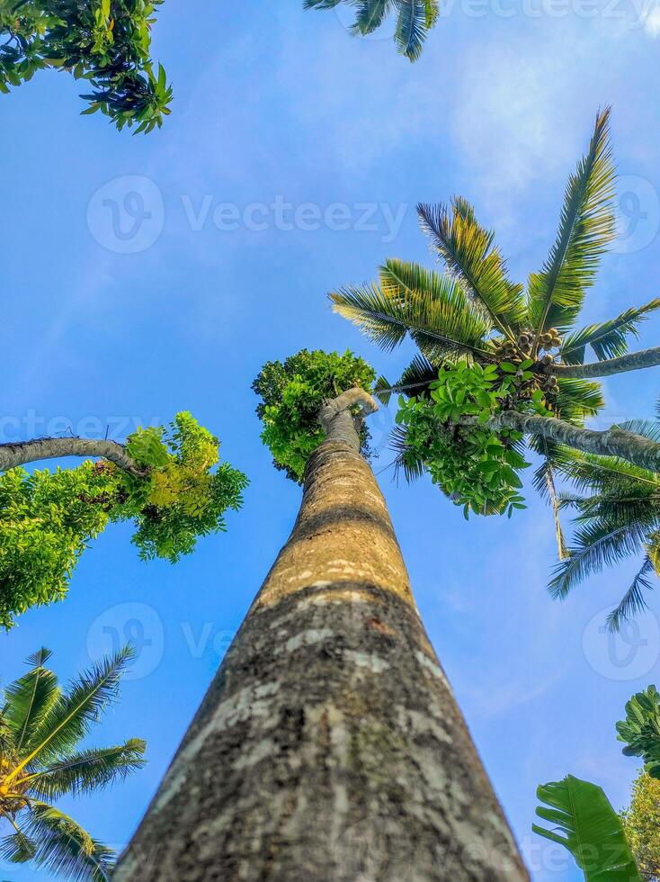 groen boom met lucht in de achtergrond foto