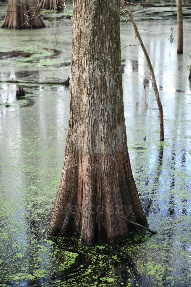 moerasland - Florida foto