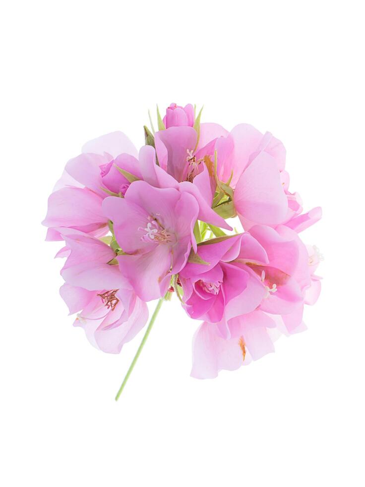 dichtbij omhoog van roze dombeja bloem foto