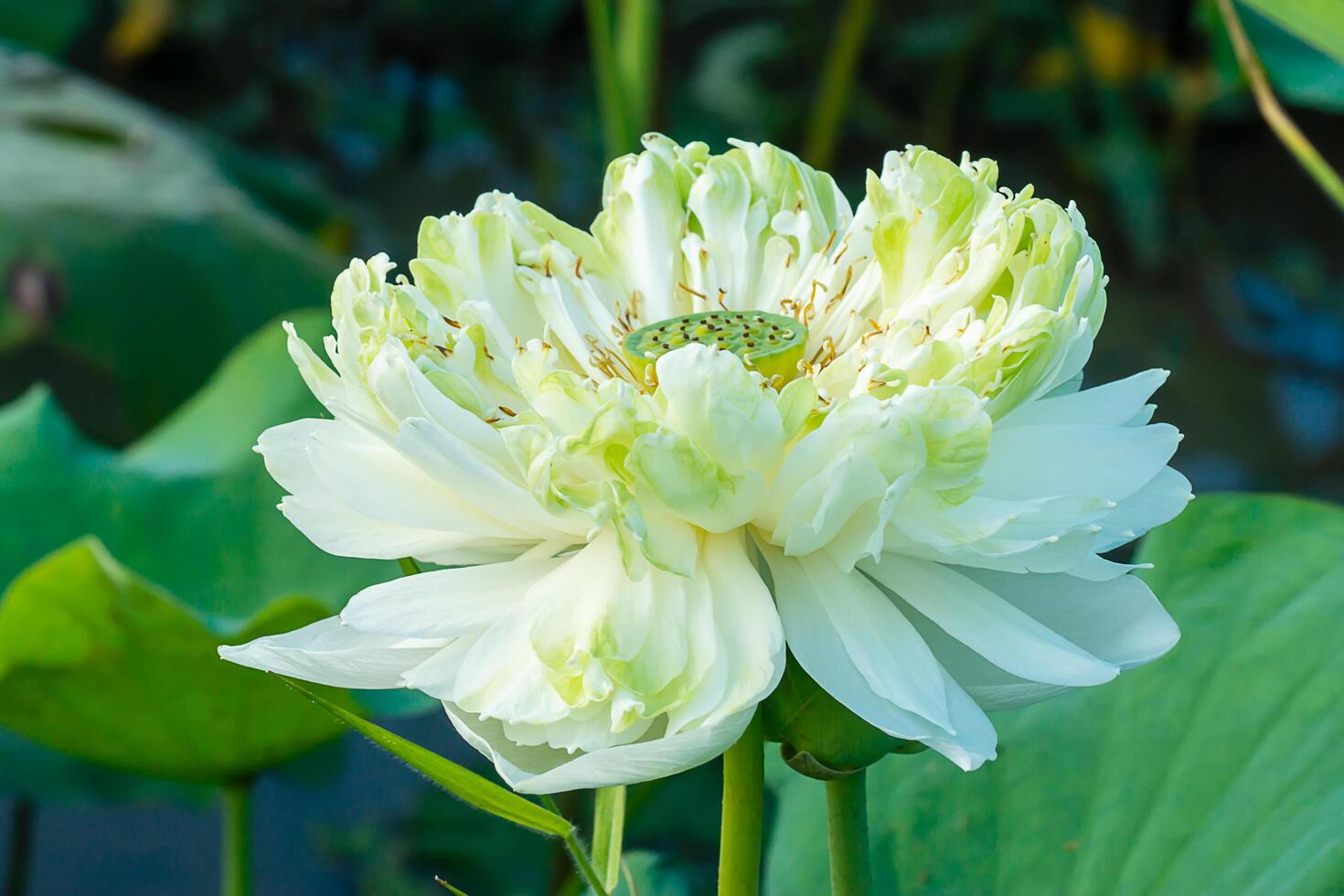 groen en wit lotus bloem foto