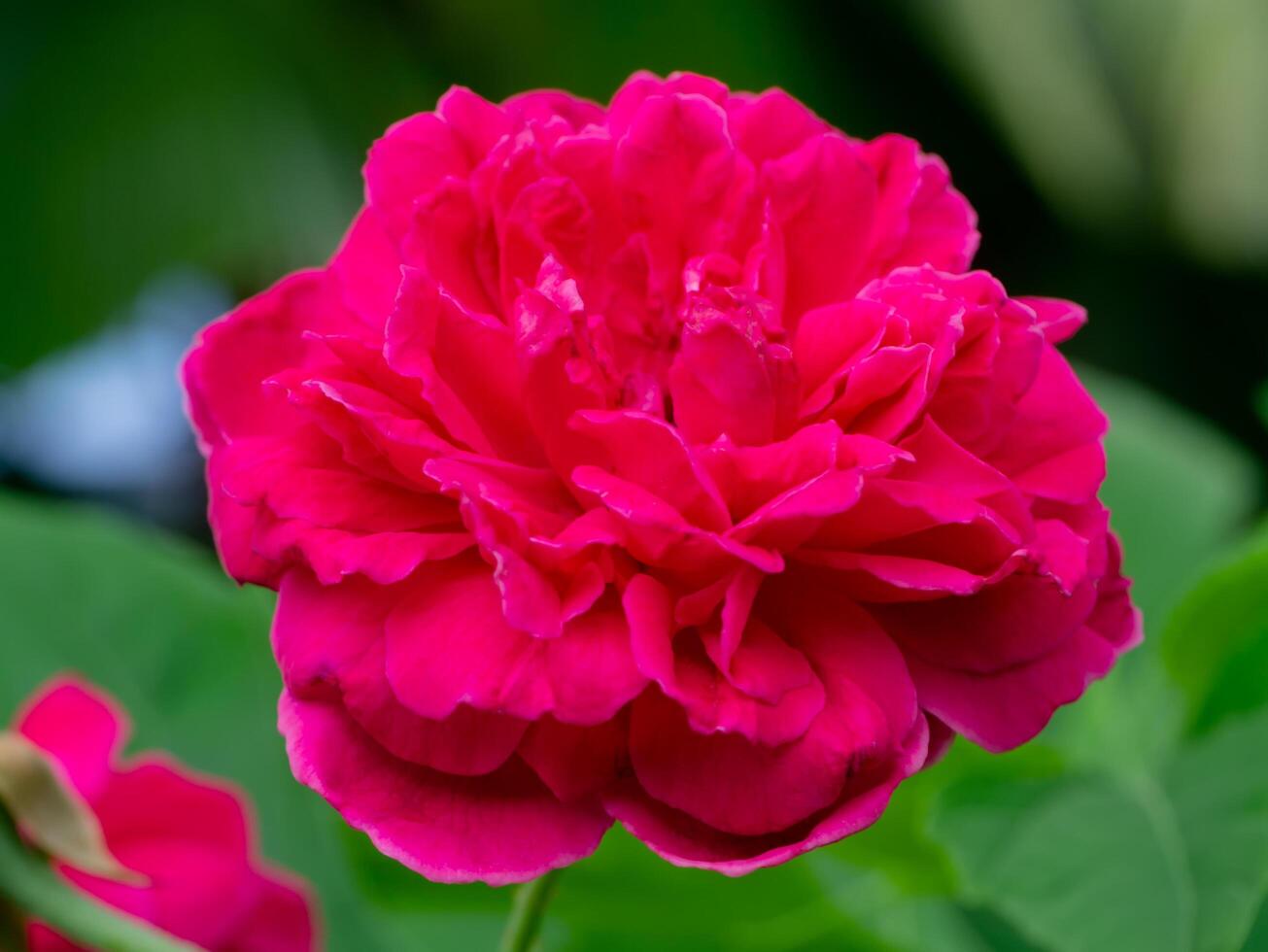 donker roze van damast roos bloem. foto