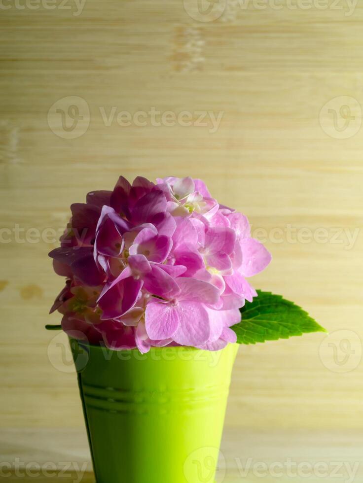 close-up hortensia bloem foto