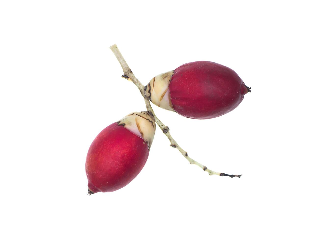 dichtbij omhoog van rood manilla palm fruit foto