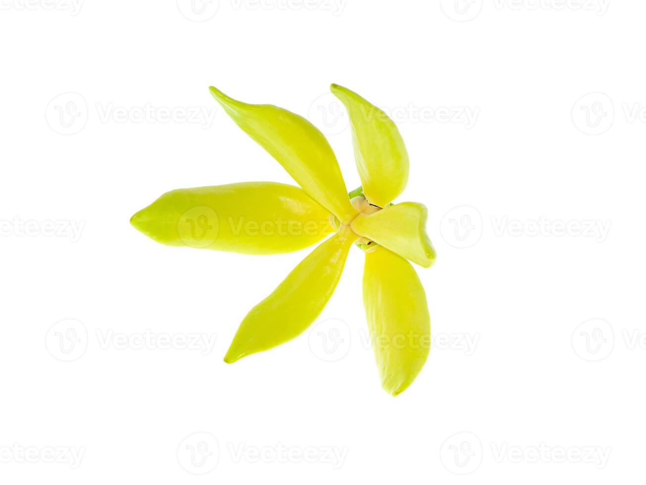 geurig bloemen van beklimming ylang-ylang foto