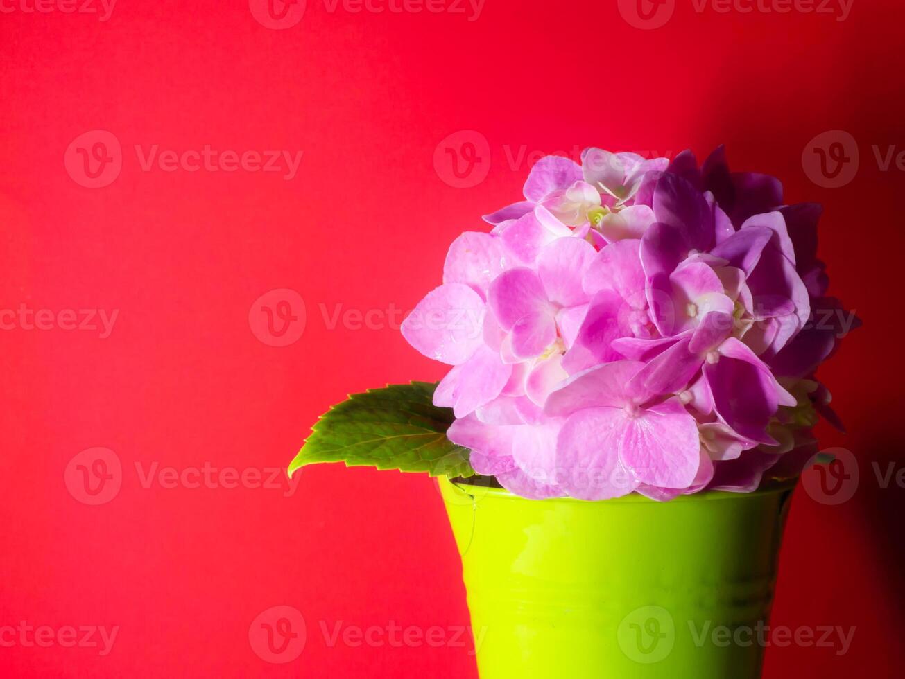 close-up hortensia bloem foto