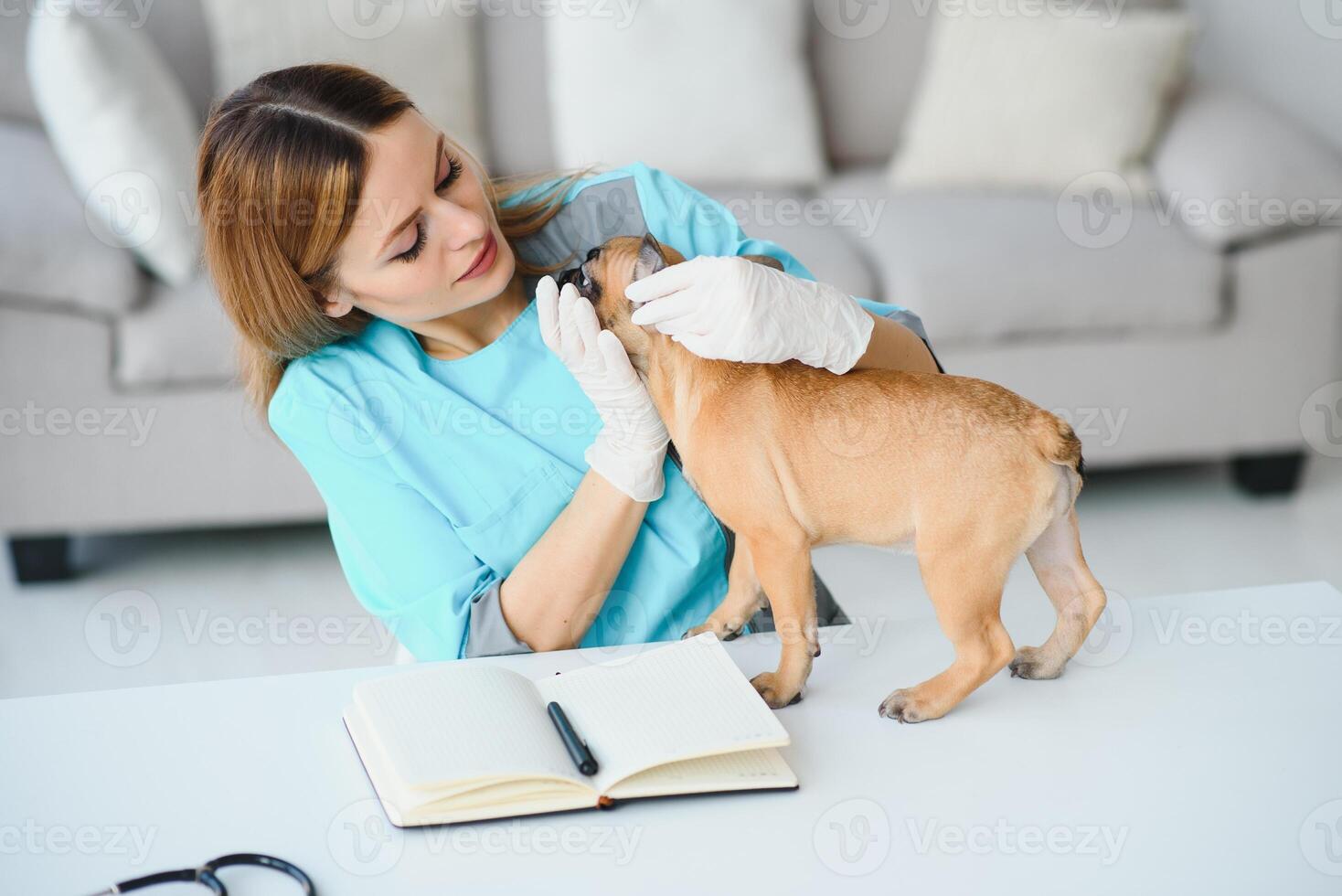 vrolijk jong veterinair nemen zorg en onderzoeken een mooi huisdier hond Frans bulldog foto